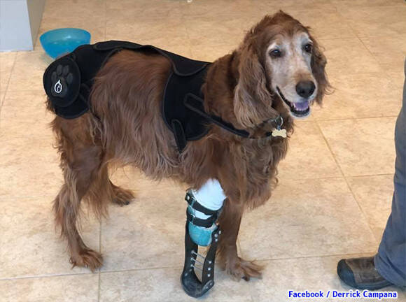 プロの義肢職人が 脚を失った動物たちに最適な義肢をカスタマイズ 再び走り回れるよう願いを込めて アメリカ 19年5月11日 エキサイトニュース