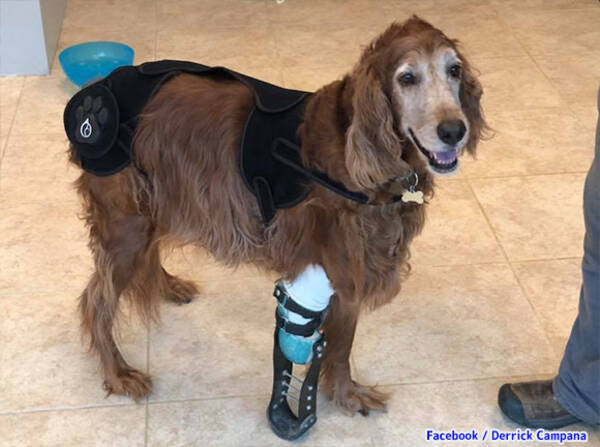 プロの義肢職人が 脚を失った動物たちに最適な義肢をカスタマイズ 再び走り回れるよう願いを込めて アメリカ 19年5月11日 エキサイトニュース