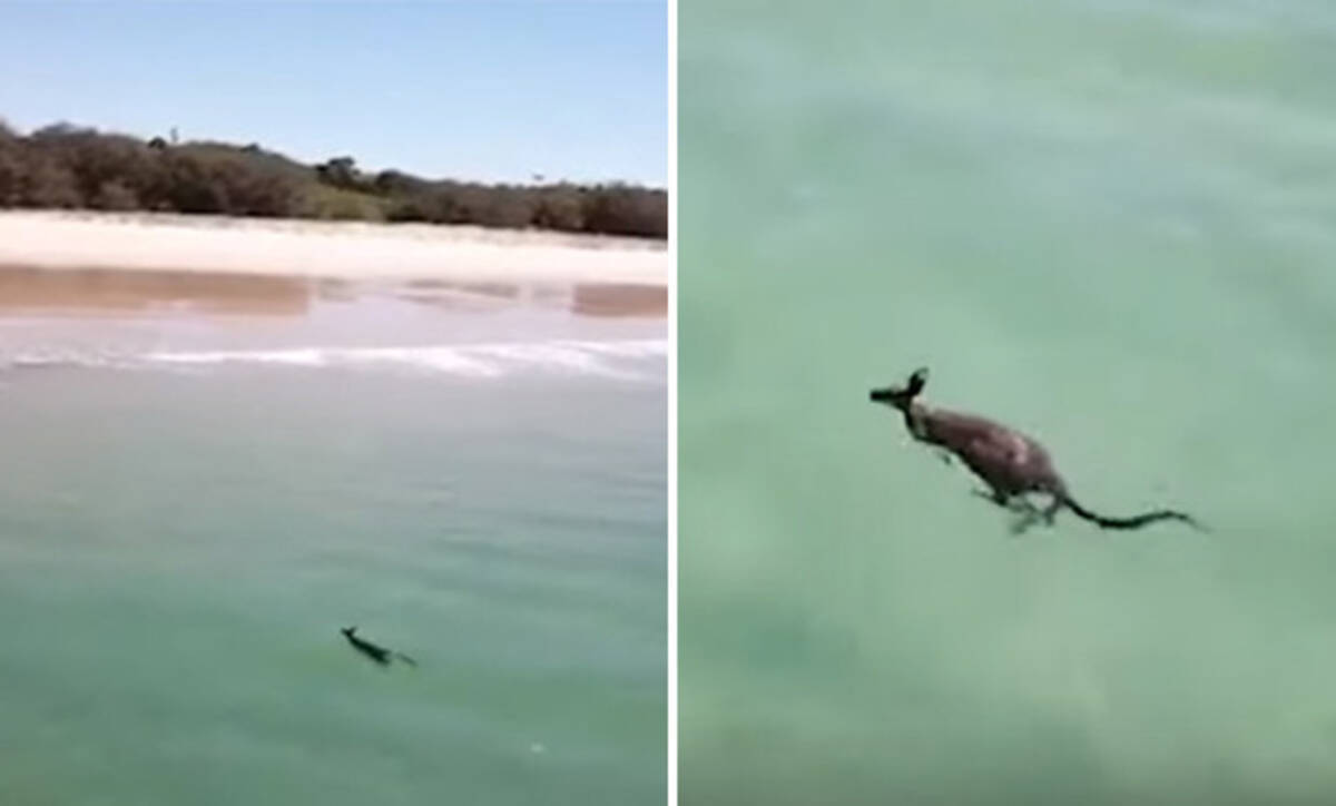 こいつ 泳ぐぞ スイスイと海を泳ぐカンガルーが目撃される もちろんオーストラリア 19年6月3日 エキサイトニュース こいつ 泳ぐぞ スイスイと海を泳ぐカンガルーが目撃される もちろんオーストラリア 19年6月3日 エキサイトニュース