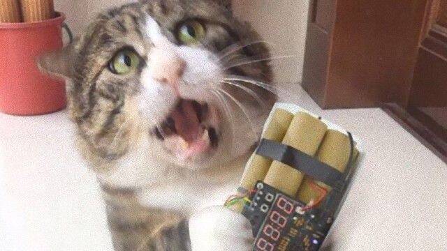 この顔芸には誰も敵わニャイ 名俳優顔負けの表情を見せる猫 19年5月14日 エキサイトニュース