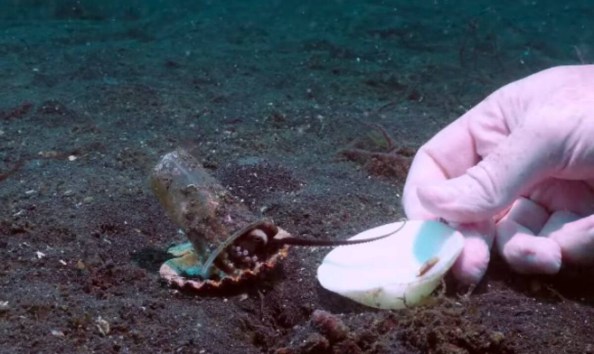 タコ様 こちらの物件はいかがでしょうか タコの家探しを手伝ったダイバー 最適の物件 貝殻 が決まってタコ満足 19年5月18日 エキサイトニュース