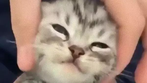 小さなお顔を包むとぷるぷる＆こねこね。子猫の安心しきった表情の可愛さにReddit民悶絶