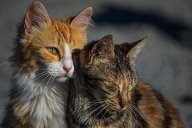 飼い主のイヤホンを破壊した猫 その代償として生きのいい細長いものを進呈 ヘビ出演中 19年5月16日 エキサイトニュース