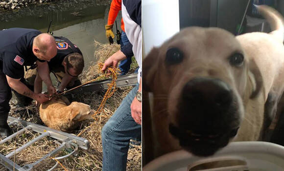 飼い犬のゴールデンレトリバーが失踪 遠く離れた川で発見 保護される 連れ去られた後捨てられた可能性も アメリカ 19年5月22日 エキサイトニュース