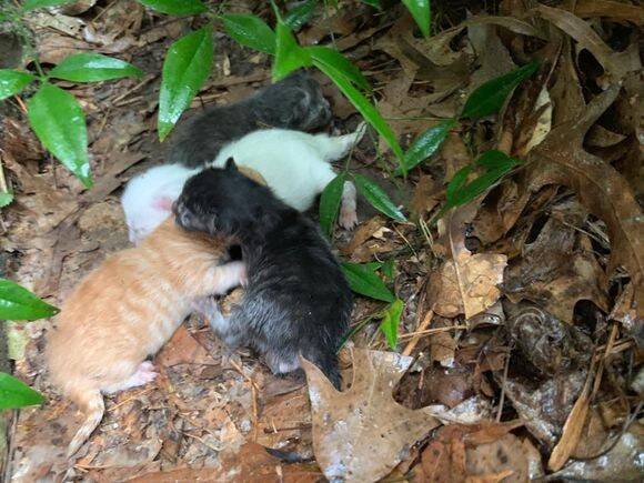 嵐の中で出産し びしょぬれになりながら子猫たちを大雨から守り抜いた母猫 アメリカ 19年5月19日 エキサイトニュース