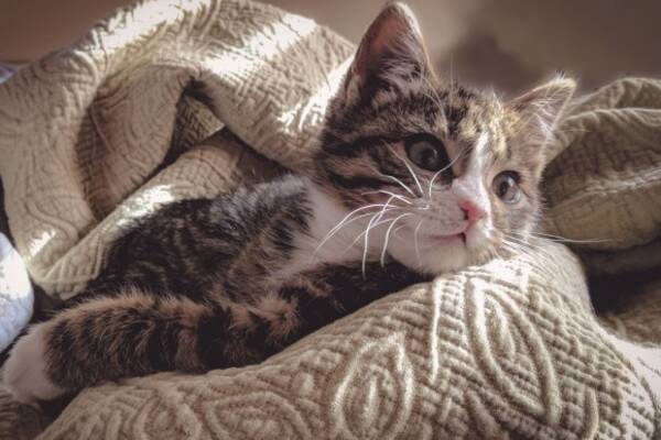 なぜ猫は飼い主のベッドに入ってくるのか そこには猫なりの愛があった ニャンコハック 19年5月25日 エキサイトニュース