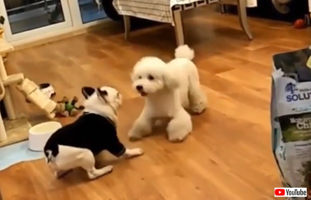 ブロッコリーが好きすぎる犬 ブロッコリー欲しさに持ちネタすべてを発動する 19年2月28日 エキサイトニュース