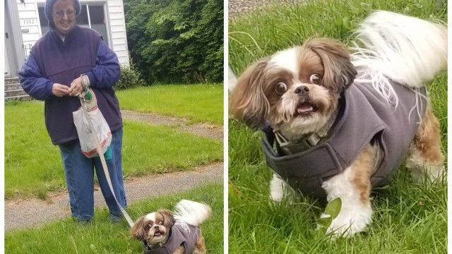 トリマーの女性が休日に お気に入りの犬が散歩をしているところに遭遇 その時の犬の反応が面白 19年5月28日 エキサイトニュース