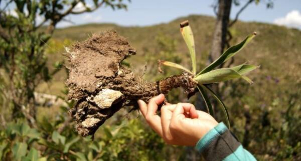 ふっさふさの根と酸で岩を溶かして栄養にありつく珍しい植物が発見される ブラジル 19年6月1日 エキサイトニュース