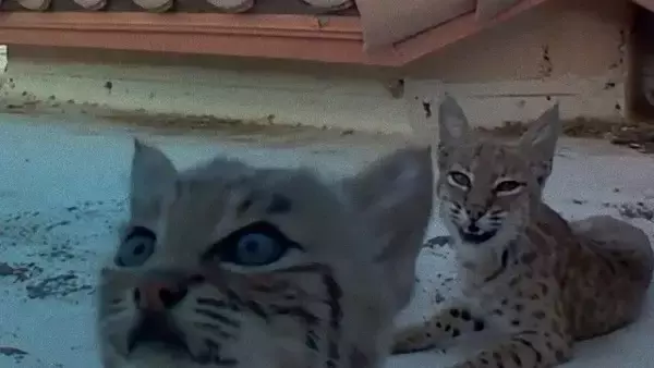 ボブキャット母さんが毎年屋根で出産。今年はカメラ設置してみた。その様子に関する海外の反応