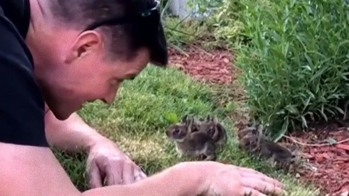 モフモフの毛を持って生まれてくるノウサギの赤ちゃん すぐにピョンピョン動けるように 年5月15日 エキサイトニュース