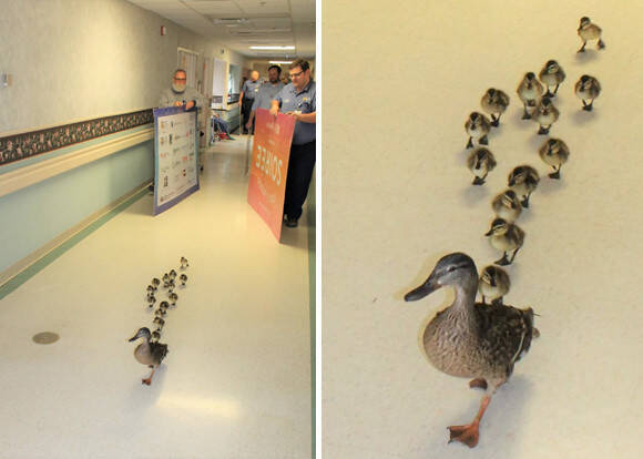 今年もちょっと通りますよ 毎年恒例 マガモ親子御一行様が病院内を横断中 アメリカ 19年6月11日 エキサイトニュース
