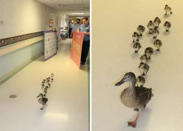 今年もちょっと通りますよ。毎年恒例、マガモ親子御一行様が病院内を横断中（アメリカ）