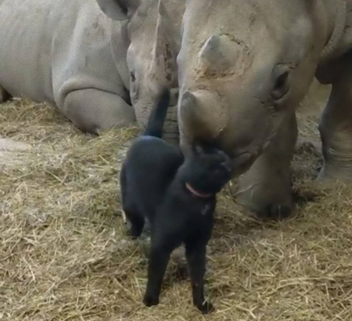 サイの飼育小屋で一緒に暮らす黒猫 今日もスリスリらぶりんちょムード