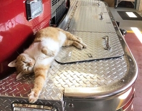 消防署で暮らす猫、フレイム隊員の仕事ぶりに密着してみた