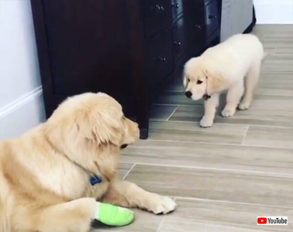 がっつりみられてますけど なぜか自分にステルス機能が搭載されていると思い込んでいる子犬の親犬に対する近づき方 19年6月14日 エキサイトニュース