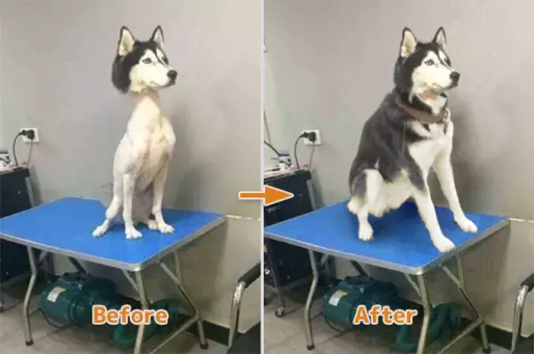 コラ職人が腕を振るう、2019年フォトショップバトル優秀作品15