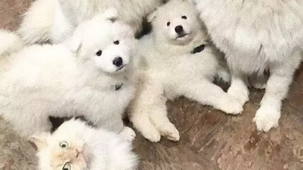 仲間やし。サモエド犬の中にまじる猫に関する海外の反応