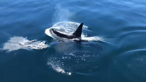 シャチの情けか 気まぐれか それともお腹がすいていなかった シャチとイルカが仲良く一緒に泳いでいた件 アメリカ 19年7月5日 エキサイトニュース