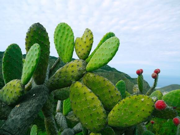 サボテンの葉から安全な生分解性プラスチックを作る方法が発見される メキシコ研究 19年6月25日 エキサイトニュース