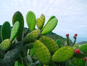 サボテンの葉から安全な生分解性プラスチックを作る方法が発見される（メキシコ研究）