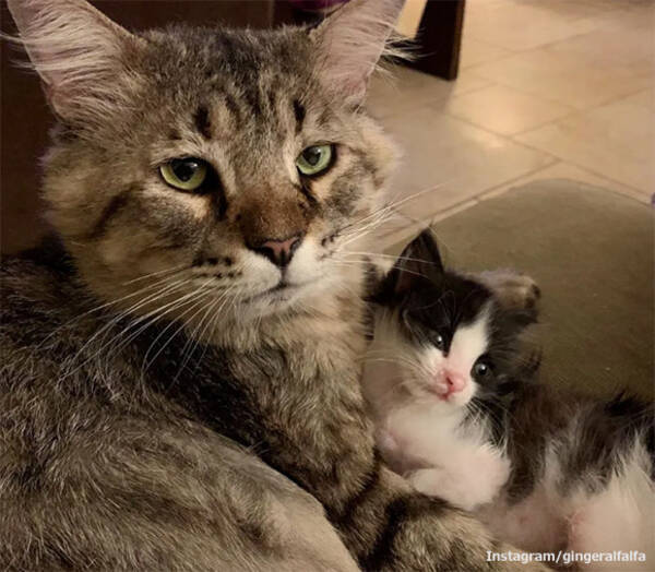 生涯のほとんどを路上で過ごしてきた老猫 保護された後 孤児となった子猫の救世主となる アメリカ 19年6月22日 エキサイトニュース