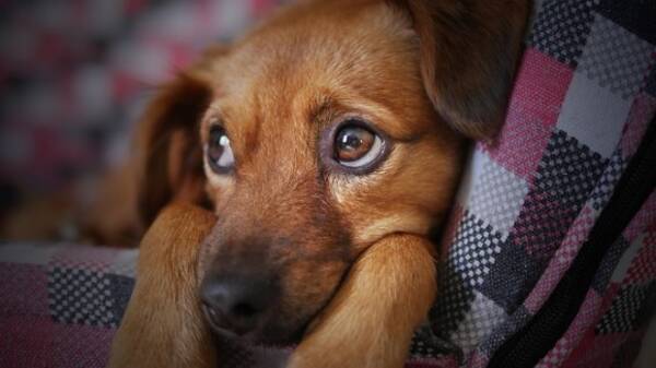 人間に気持ちを伝えたくて 犬は特別な進化で 子犬のような悲しい目 を獲得した 英 米研究 19年6月23日 エキサイトニュース