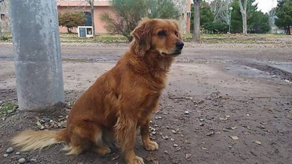逮捕され そのまま刑務所に入ってしまった飼い主の帰りを警察署前で1年間ずっと待ち続ける犬 アルゼンチン 19年6月25日 エキサイトニュース