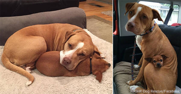 大きさは全然違うけど お互いに惹かれあい ぴったりひっついて離れなくなった2匹の保護犬物語 アメリカ 19年6月27日 エキサイトニュース