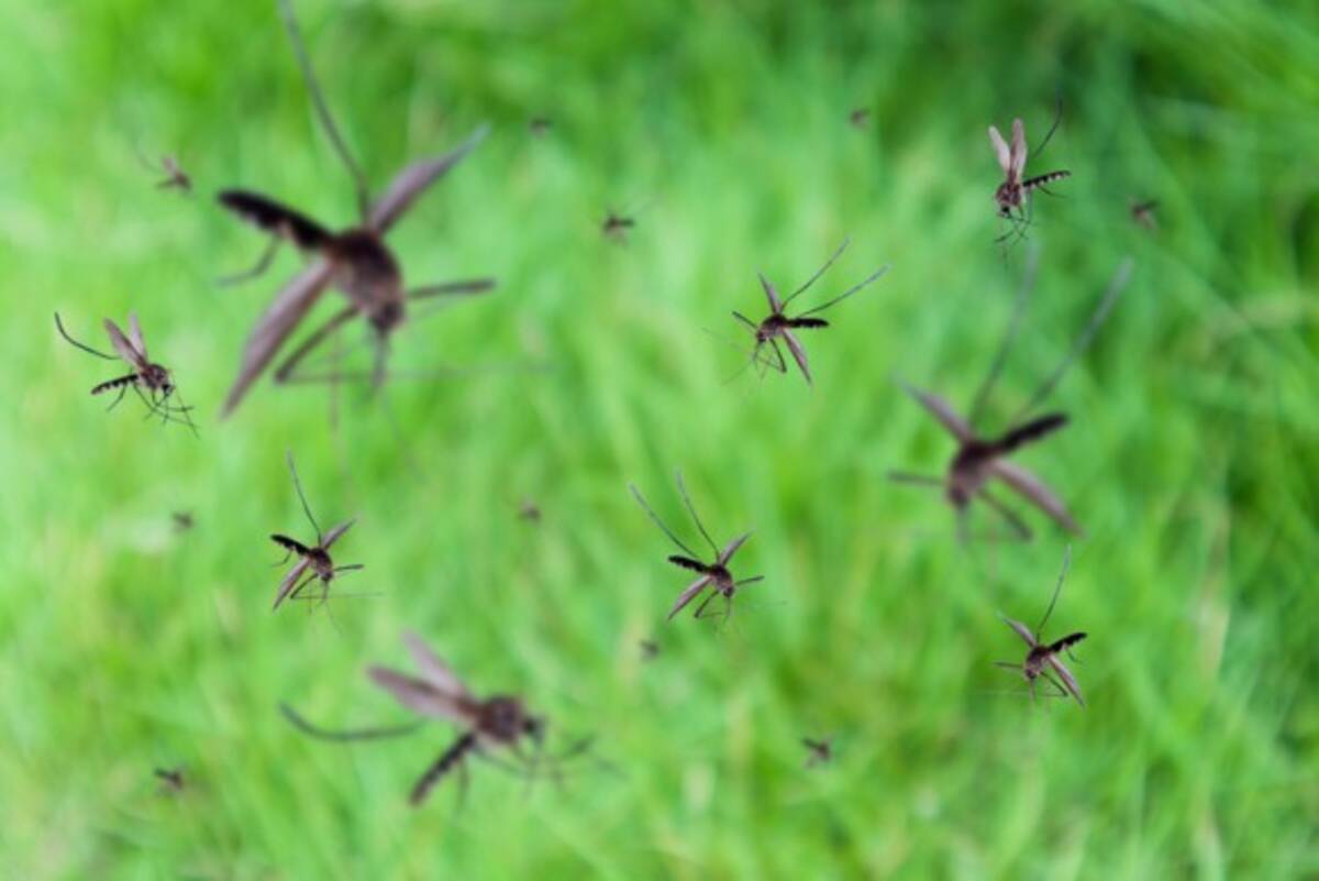 ｏ型は血を吸われやすいは本当だった なぜ蚊に刺されやすい人と刺されにくい人がいるのか 8つの科学的理由 19年6月26日 エキサイトニュース