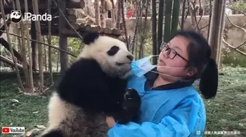ひっつき虫の子パンダ 飼育員の足にしがみついて離れない 21年2月1日 エキサイトニュース