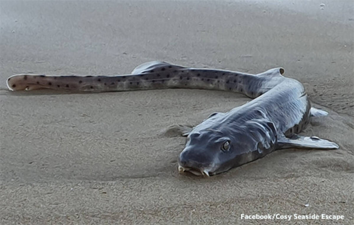 サメなの ウナギなの それともアザラシ 様々な特徴を持つ謎の海洋生物がオーストラリアの海岸に打ち上げられる 19年6月29日 エキサイトニュース