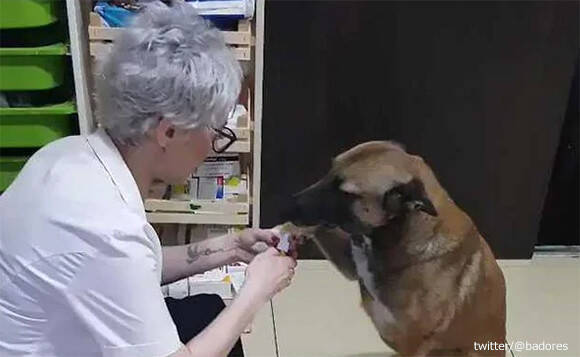 肉球に傷を負った野良犬が 助けを求めに薬局にやってきた トルコには犬にやさしい薬局があり 治療を施してくれる 19年6月29日 エキサイトニュース