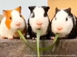茂みに捨てられていた人間の赤ちゃんを助けが来るまで守り抜いた4匹の野良犬 インド 19年7月5日 エキサイトニュース