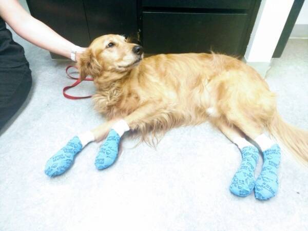 暑い夏の犬の散歩は要注意 焼けただれた足の犬の写真を公開し警告を促すアメリカの獣医 火傷犬の写真あり 19年7月31日 エキサイトニュース