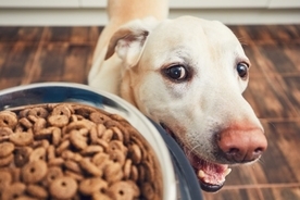 心疾患の犬が良く食べていた16ブランドのドッグフードが公表される（アメリカ食品医薬品局：FDA）