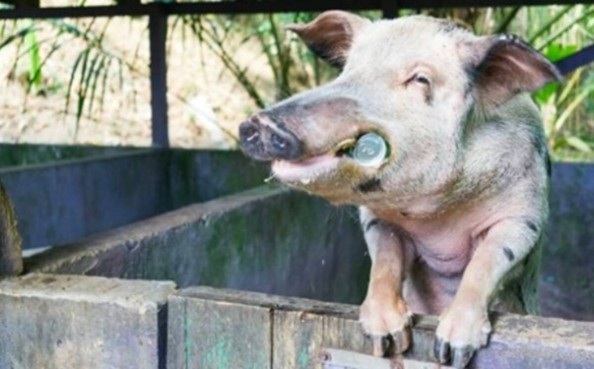 酔った勢いって動物にもあるらしい お酒を飲みすぎてウシに喧嘩を売るブタ オーストラリア 19年7月23日 エキサイトニュース