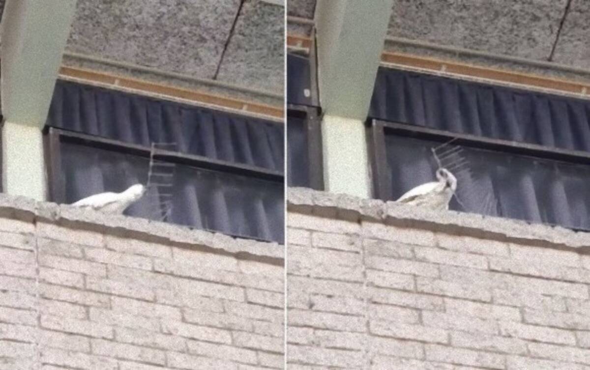 こんなもの こうしてくれる 鳥よけスパイクを剥がしまくる暴挙に出たオウム オーストラリア 19年7月日 エキサイトニュース