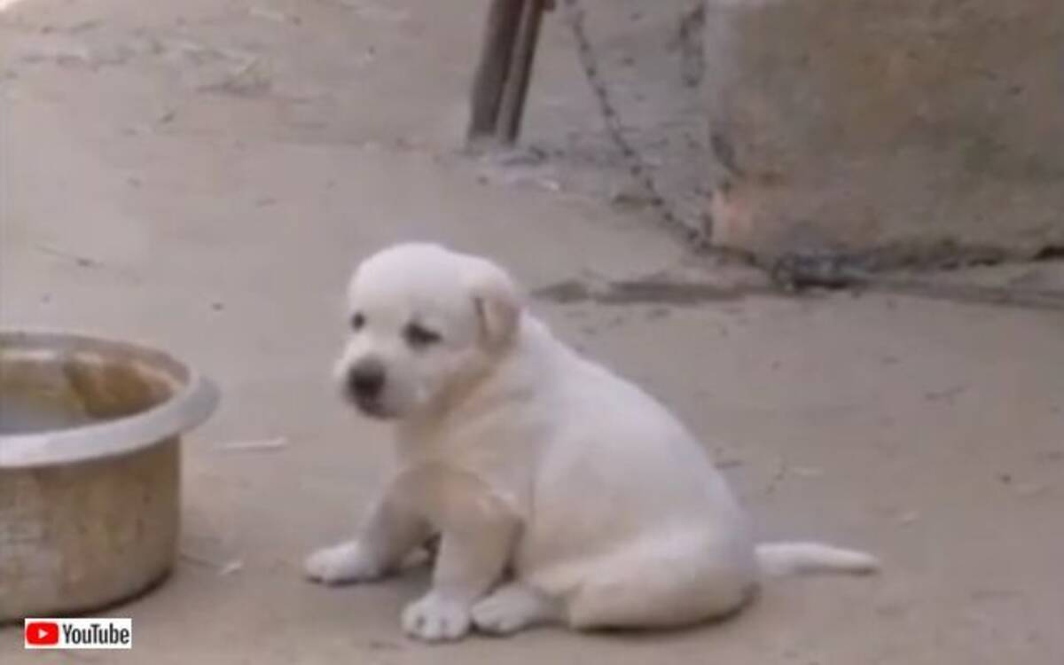 コケコッコー って えっ わんこ ニワトリそっくりに鳴く子犬 19年7月10日 エキサイトニュース