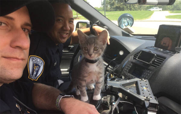 看護猫に警備猫 害虫駆除猫など 世の為人の為に働く12業種の猫たち 19年8月25日 エキサイトニュース