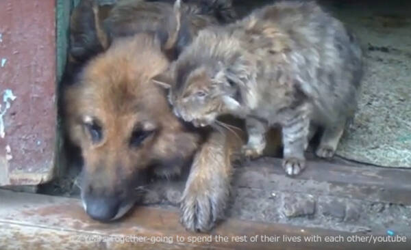 仲良きことは美しきかな 12年間寄り添って暮らしてきた犬と猫 残された時間もずっと一緒に過ごすことだろう 19年7月17日 エキサイトニュース