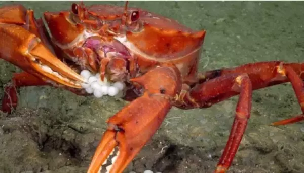 魚卵うめぇ！深海920メートルの海底で、魚の卵をむさぼるハングリーなカニのレア映像（アメリカ）※ツブツブ注意