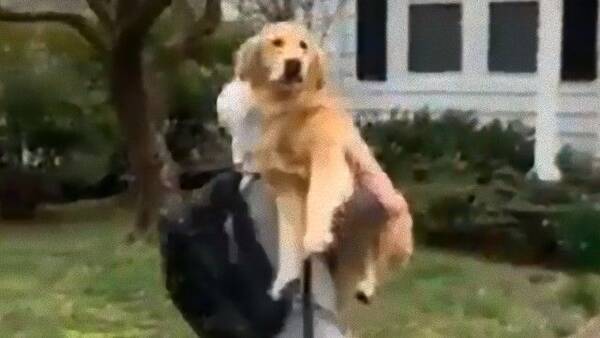 36キロの愛 飼い主が帰宅すると飛び込んでくる犬の愛情表現に関する海外の反応 19年7月17日 エキサイトニュース