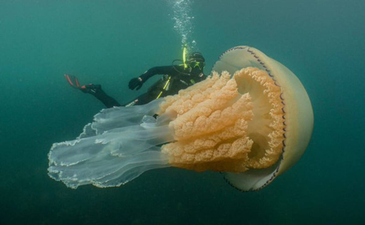 これは貴重体験 巨大クラゲに遭遇 一緒にランデブーしたダイバー イギリス 19年7月19日 エキサイトニュース