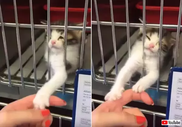 行くにゃ！その手をもっとよこせ！保護施設の子猫にロックオンされた女性。この攻撃は回避不能