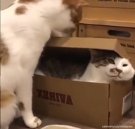 猫界のきっちりさん。箱のフタはきちんと閉めたい猫と箱から出たくない猫の場合