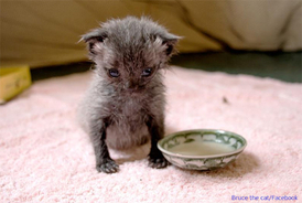 溺死寸前で救われた子猫はとても小さくて灰色でネズミのようだったが、美しい黒猫に大変身（ニュージーランド）