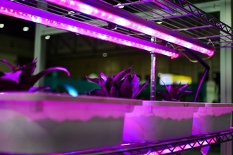 注目される人工光による室内農作物栽培。コスト削減の為の光の当て方が研究される（米研究）