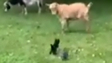 初めてのお外、初めてのヤギ。ヤギを追い回す子猫ズはやっぱり小さくても捕食獣だった