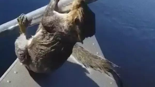 森の湖畔で救出劇。湖に落ちたリスを救え！